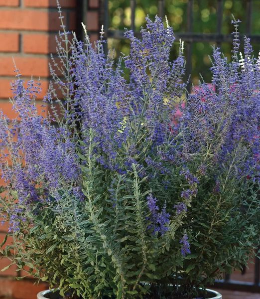 Perovskia atriplicifolia 'Blue Steel'